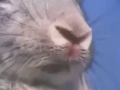 Amateur animal xxx