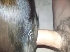 Sex With Aanimals Videos