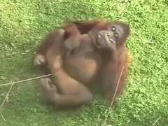 Sperm animal porn