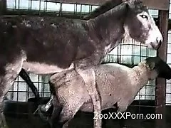 Zoo XXX Porn