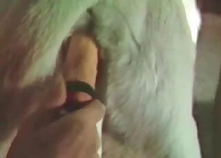 Perfect Pussy Dog Sex Movie With Finger Popping