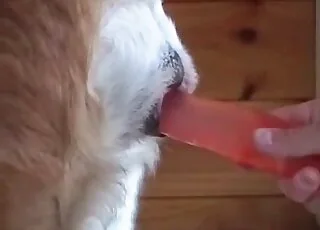 Sexy Dog Gets Pleasure With A Large Dildo In HD