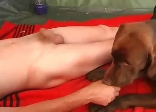 Earthy brown dog gets screwed by a human male