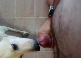 Seductive animal enjoys hot sex with guy in hd