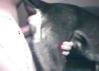 Dog Man Fills Tight Opening With Stiff Cock