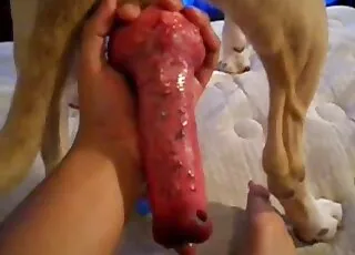 Sexy mutt with nice-looking hard-on gets some good zoo sex in hd