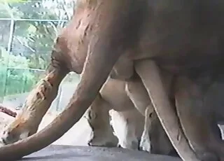 Sexy Lion Gets Railed Outside in Fresh Air Zoo Sex Scene