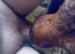 Uncircumcised guy fucking a cow with a big cumshot
