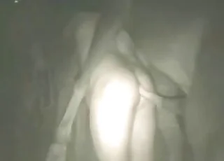 Best Zoophile Horse Anal Sex HD Zoo Animal Porn Tube Clip