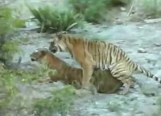 Awesome Zoophile Sex With Cat In Hd - Zoo Sex Tube animal sex Porn HD Clips