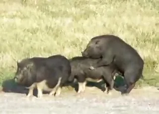 Hot Beast Doggy Style Sex with Pig in HD Zoo Tube