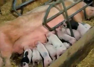 Gorgeous Pig Butt Gets Blasted in the Barn - Zoo Sex Clip