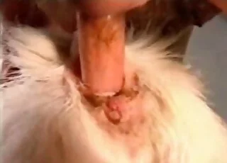 Big White Dog Enjoys a Delicious Dick in HD