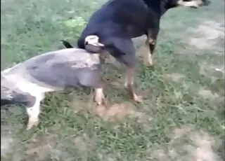 Classic Dogs Ass to Ass Sex HD Clip Zoo Sex Tube animal sex Porn HD