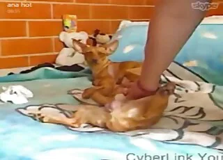 Hot zoophile action with animals in this taboo video