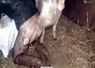 Lusty Pig Lady Perfect Pussy Zoo Sex HD animal sex Clip