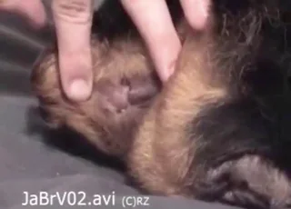 Hottie Rottweiler Gapes Wide For White Dick Fuck