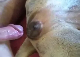 Lovely sideways fuck with a sexy doggo in hd