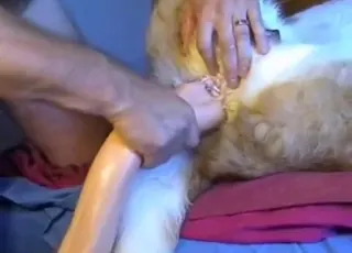 Dog Enjoys Dildo Pleasure in Hot Zoo Sex Clip