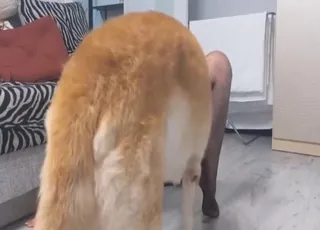 Beautiful Girl Pleasing Dog in HD Zoo Sex Scene