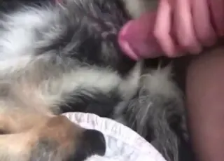Deranged Man Fucks German Shepherd Dog in HD