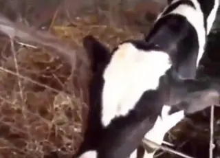 Teasing Cow Gets Passionate Oral Sex Zoo Sex Tube HD Clip