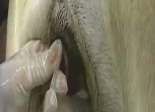 Educational Cat Artificial Insemination Clip
