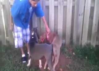 Hot Zoo Sex Clip of a Guy Watching Dogs Fuck