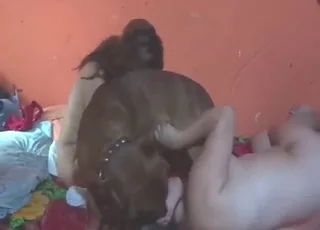 Threesome Zoo Sex With Two Horny Ladies and a Horse in HD