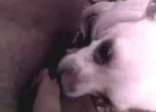 Pretty small dog with cute head licks girls clit