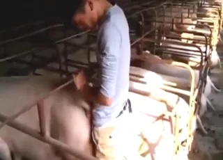 Farmer Fucks All The Pigs He Can Find - animal sex Zoo Tube HD Clips