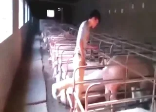 Farmer Fucks All The Pigs He Can Find - animal sex Zoo Tube HD Clips