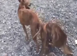 Vietnamese Dogs Mating in HD - Zoo Sex Clips animal sex Porn Tube