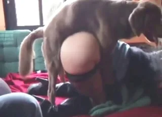 Wifey in sexy stockings gets dog-fucked in this hot clip