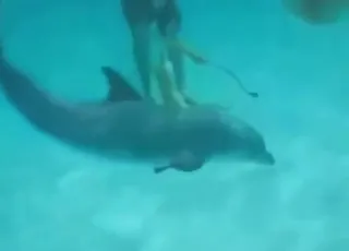 Hot Dolphin Sex Scene in Clear Blue Water