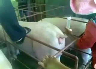 Pig insemination clip with lots of twists