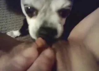 POV Sex With Sexy Mutt Dog Licking Pussy HD