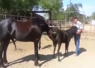 Sexy Stallion Mating Experience With Hot Horse