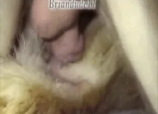 Horny guy fucks German Shepherd dog in zoo tube HD clip