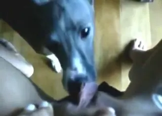 POV Dog Licking Pleasure Session with Hot Sluts