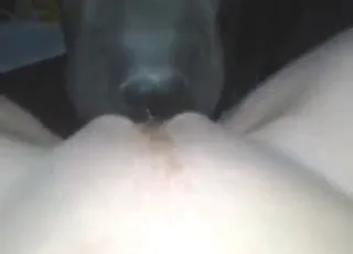POZoo Sex: Black Dog Licking HD Clip POZoo Sex: Black Dog Licking HD Clip POZoo Sex, black dog licking, zoo porn,