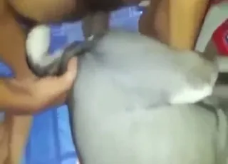 White dog close-up sex scene hd zoo tube animal sex porn animal sex clips