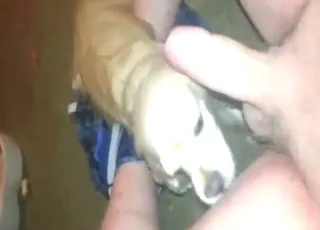 Hot Doggie Blowjob Scene with Kinky Animal Sex