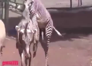 Two Zebras Mating Hard in Zoo Porn - animal sex HD Clip