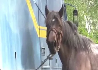 Huge Stallion Breeding a Mare in HD: Intense Zoo Sex and animal sex Action