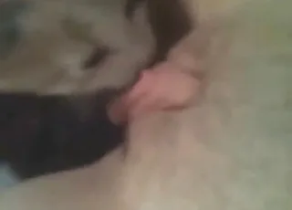 Hot Bitch Gets Cunnilingus From Kitties While Masturbating