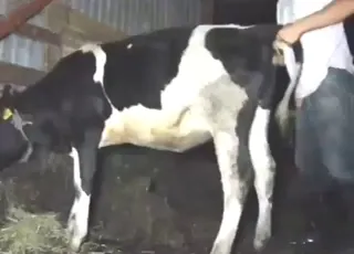Sexy Dude Fisting a Cow in HD animal sex Scene Zoo Tube HD