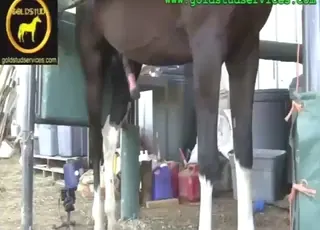Hot Beast Gets Jerked Off by Zoophile - Zoo Sex HD Clip