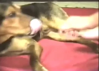 Handjob and lick scene with animal in hd zoo tube animal sex