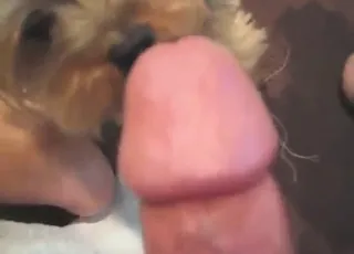 Twisty kinky dog sex with licking: HD zoo clip featuring a playful canine in a passionate animal sex scene